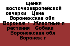 щенки восточноевропейской овчарки › Цена ­ 5 000 - Воронежская обл., Воронеж г. Животные и растения » Собаки   . Воронежская обл.,Воронеж г.